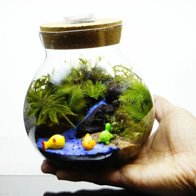 海へ流れる沢 — 南信州産 苔テラリウム 完成品 LEDライト付