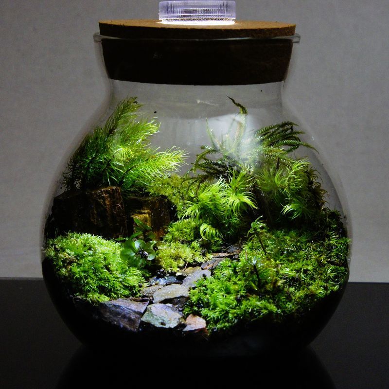 草原に続く道 — 南信州産 苔テラリウム 完成品 LEDライト付