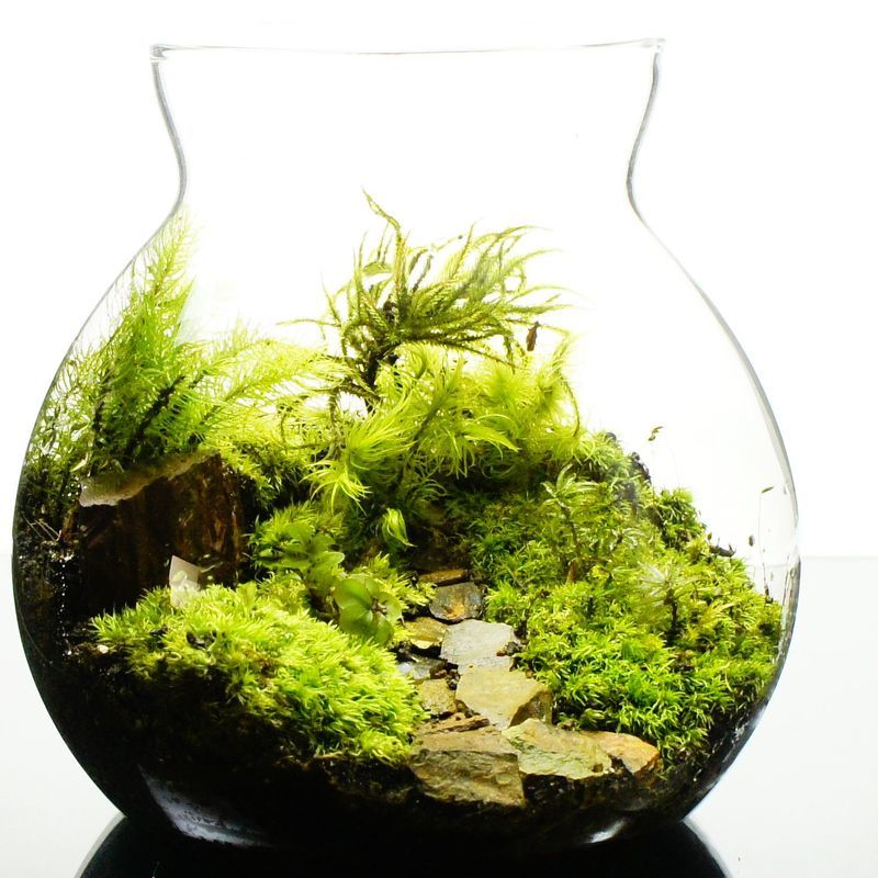 草原に続く道 — 南信州産 苔テラリウム 完成品 LEDライト付
