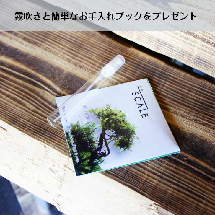 風吹く森の階段 — 南信州産 苔テラリウム 完成品 LEDライト付