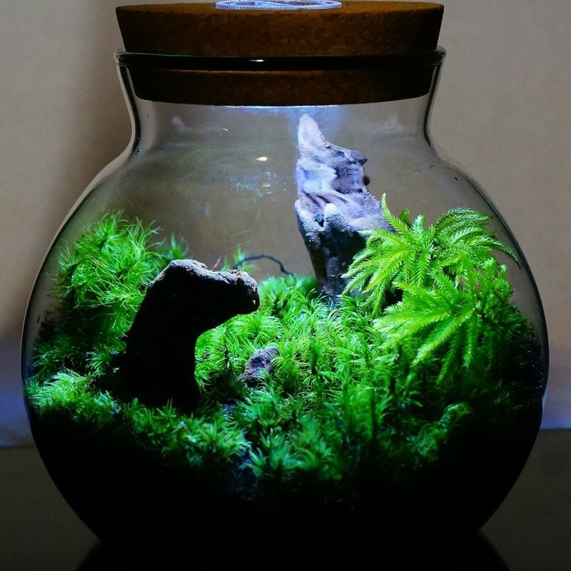 裏山の最奥で — 南信州産 苔テラリウム 完成品 LEDライト付