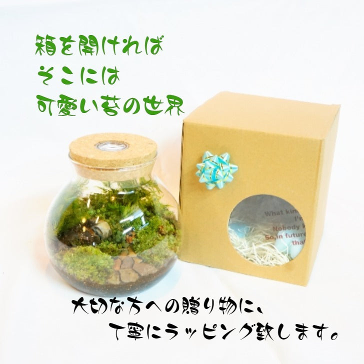 渓谷の風景 — 南信州産 苔テラリウム 完成品