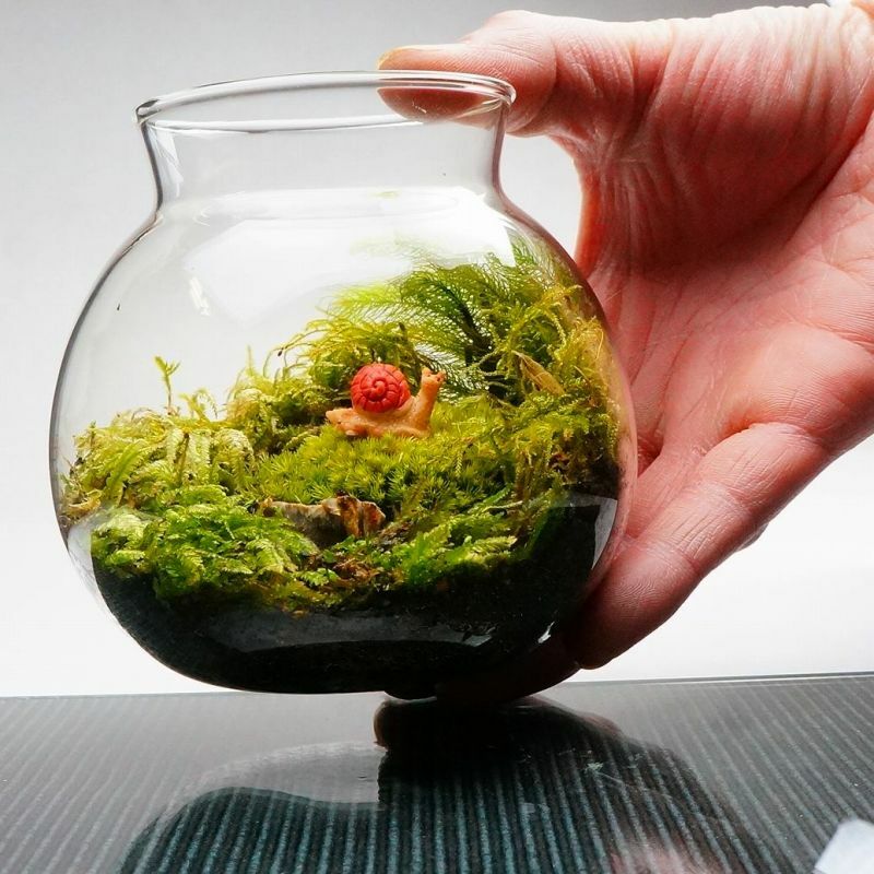 まだまだ先は長い — 南信州産 苔テラリウム 完成品 LEDライト付