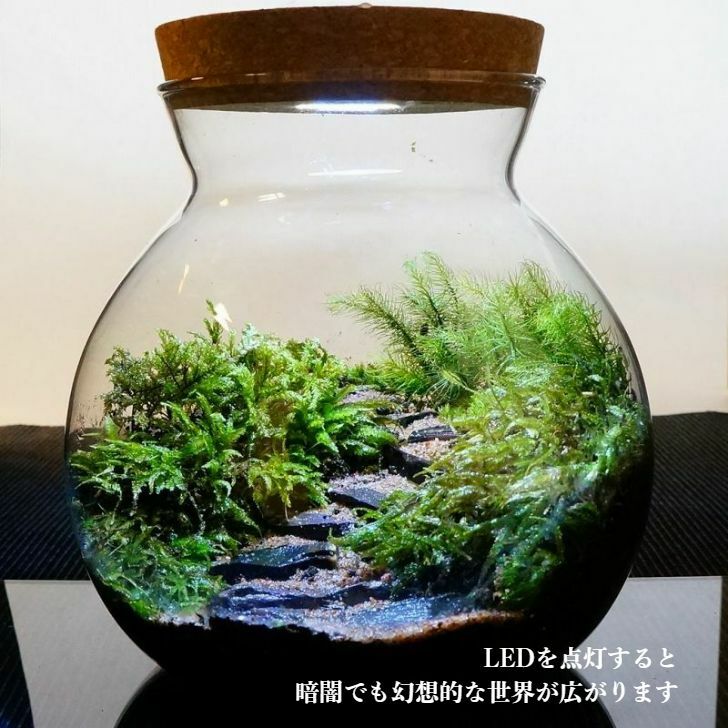 渓谷の風景 — 南信州産 苔テラリウム 完成品