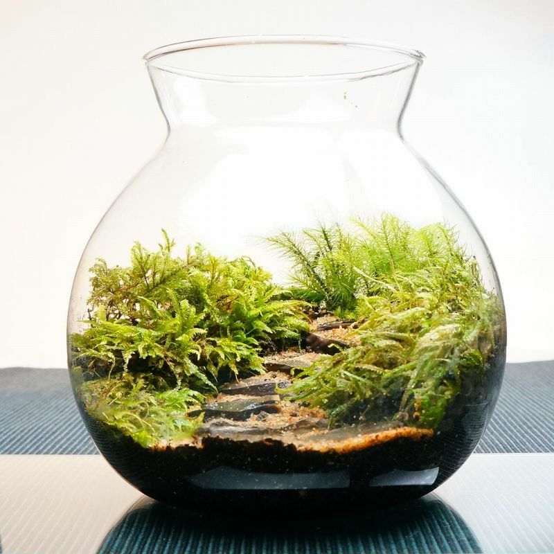 風吹く森の階段 — 南信州産 苔テラリウム 完成品 LEDライト付