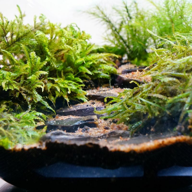 渓谷の風景 — 南信州産 苔テラリウム 完成品