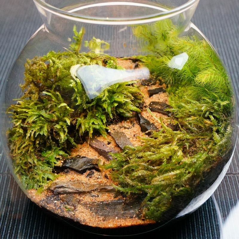 渓谷の風景 — 南信州産 苔テラリウム 完成品