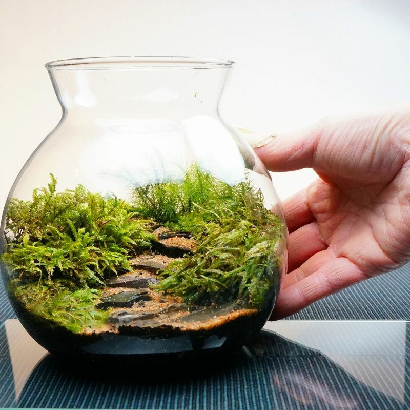 渓谷の風景 — 南信州産 苔テラリウム 完成品