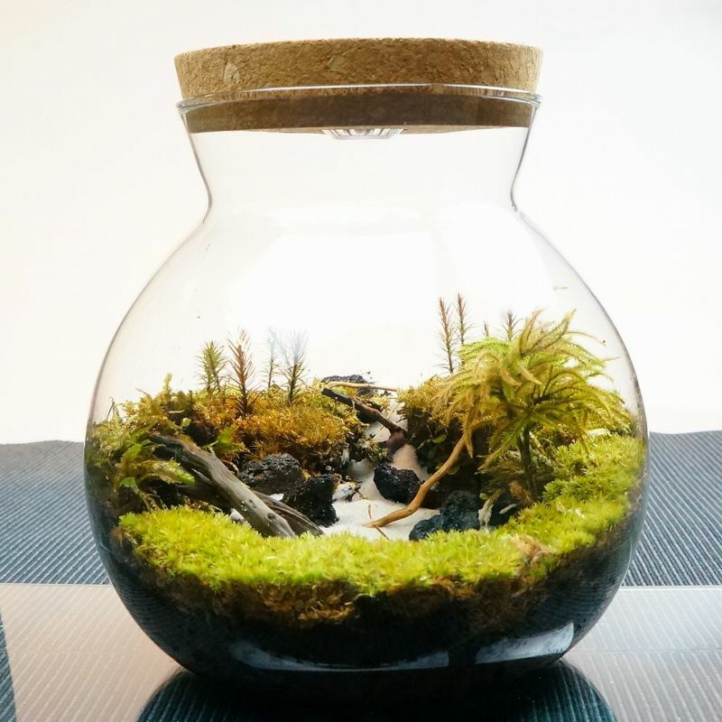 Itoi執筆レポート: 静かに佇む湖 — 南信州産 苔テラリウム 完成品 LEDライト付