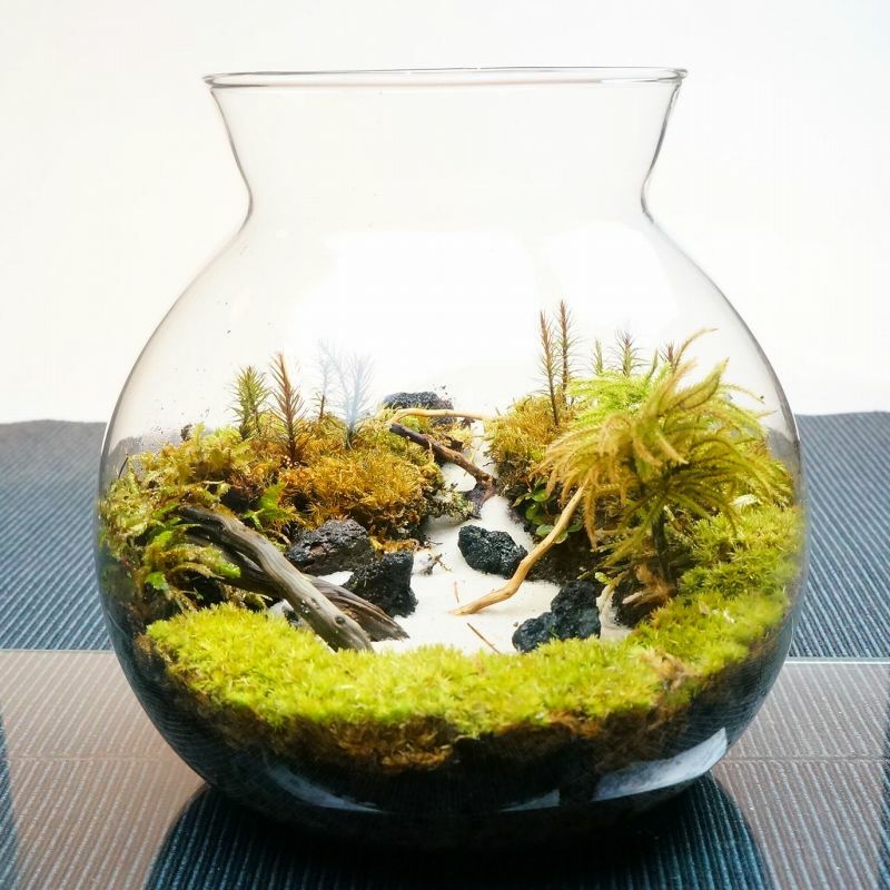 静かに佇む湖 — 南信州産 苔テラリウム 完成品 LEDライト付