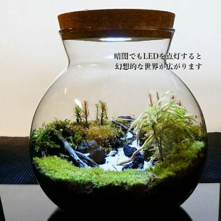 静かに佇む湖 — 南信州産 苔テラリウム 完成品 LEDライト付