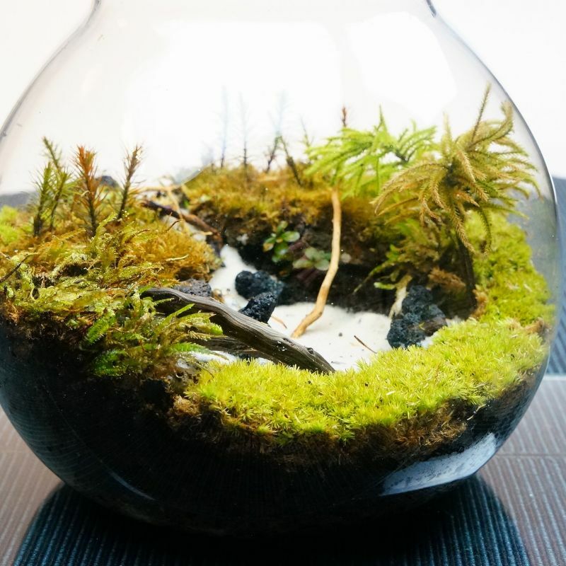 静かに佇む湖 — 南信州産 苔テラリウム 完成品 LEDライト付