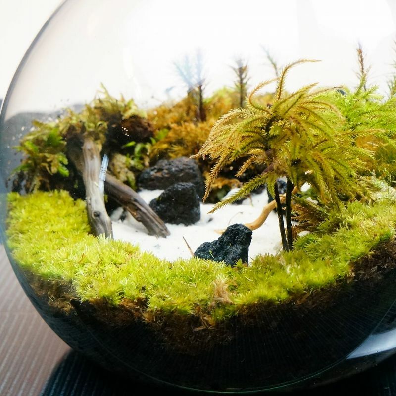 静かに佇む湖 — 南信州産 苔テラリウム 完成品 LEDライト付