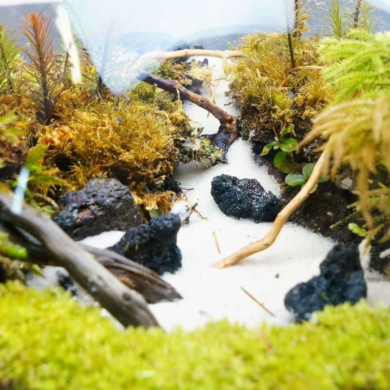 静かに佇む湖 — 南信州産 苔テラリウム 完成品 LEDライト付
