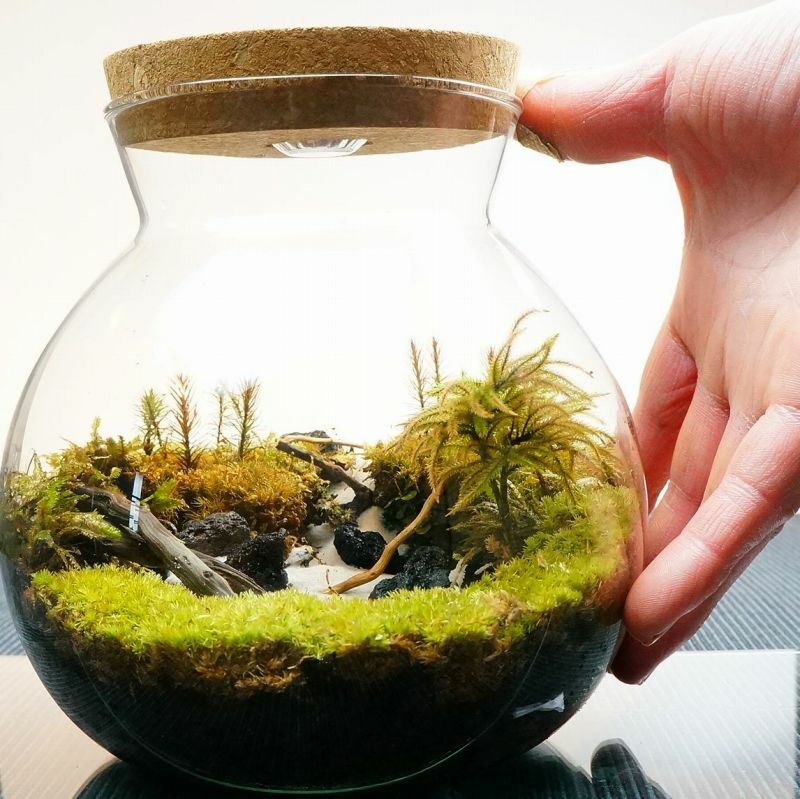 静かに佇む湖 — 南信州産 苔テラリウム 完成品 LEDライト付