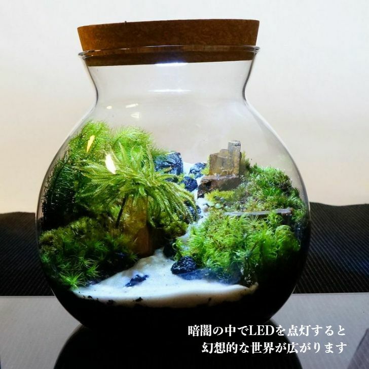 見上げた川の先には — 南信州産 苔テラリウム 完成品 LEDライト付
