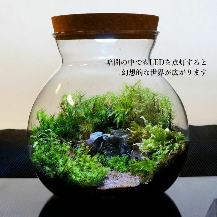 風吹く山道 — 南信州産 苔テラリウム 完成品 LEDライト付