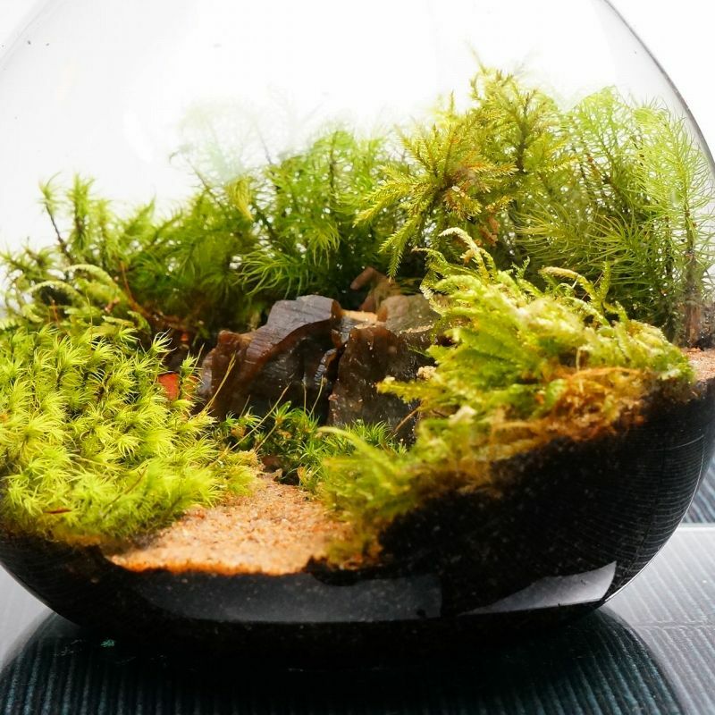 風吹く山道 — 南信州産 苔テラリウム 完成品 LEDライト付