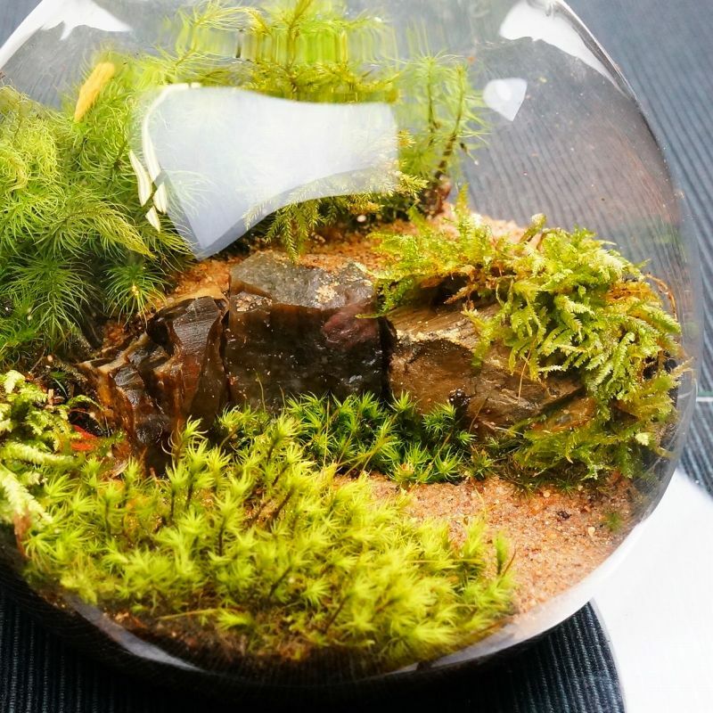 風吹く山道 — 南信州産 苔テラリウム 完成品 LEDライト付