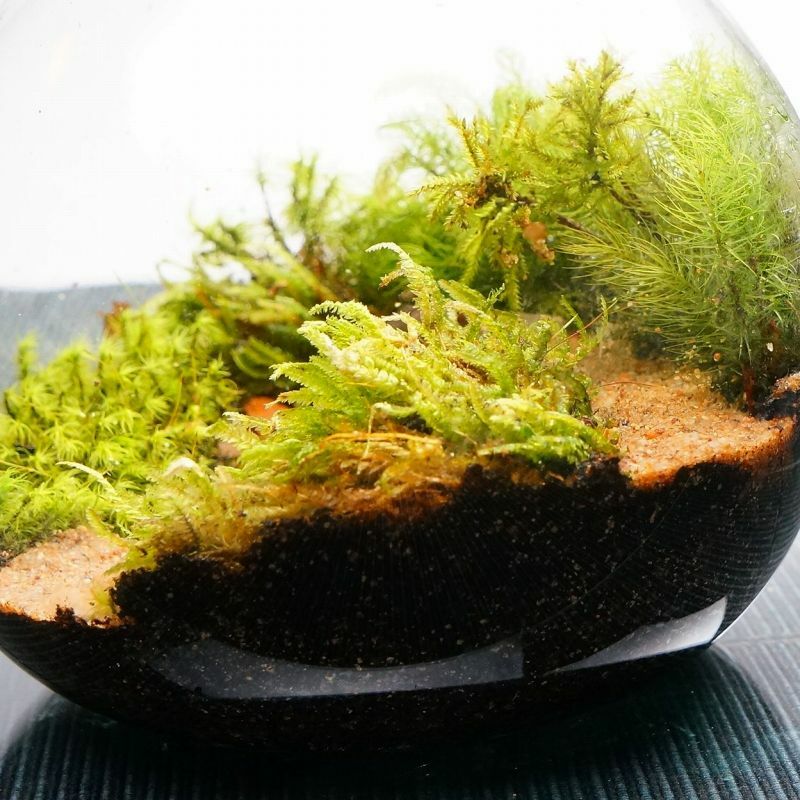 風吹く山道 — 南信州産 苔テラリウム 完成品 LEDライト付