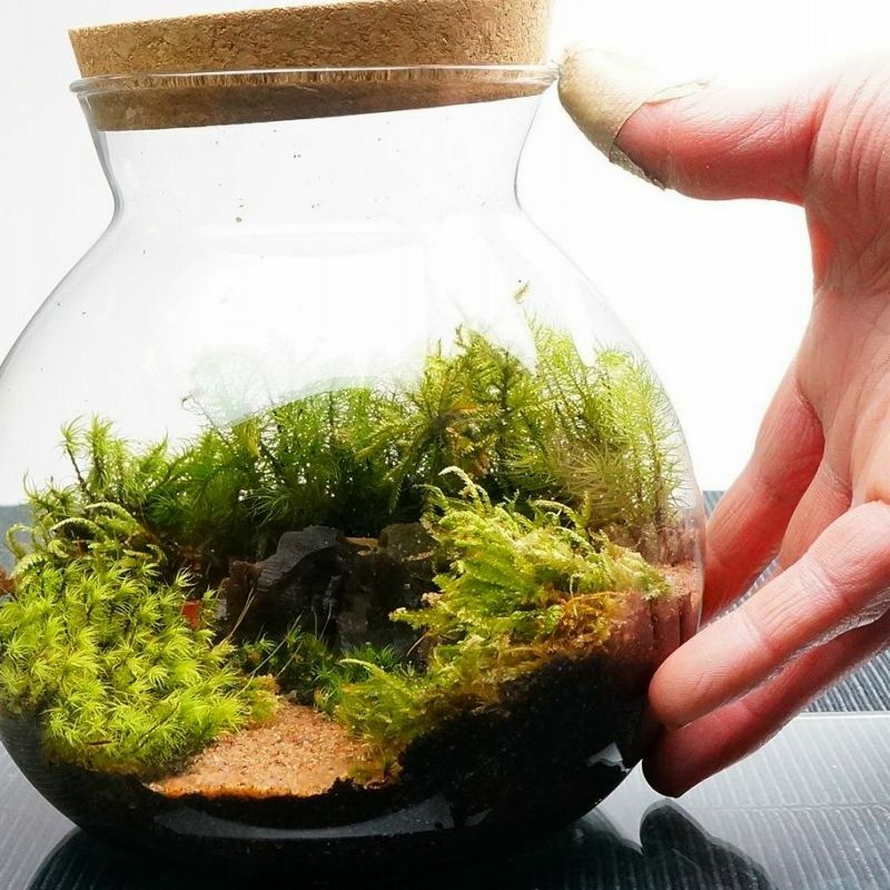 風吹く山道 — 南信州産 苔テラリウム 完成品 LEDライト付