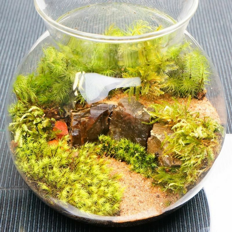 風吹く山道 — 南信州産 苔テラリウム 完成品 LEDライト付