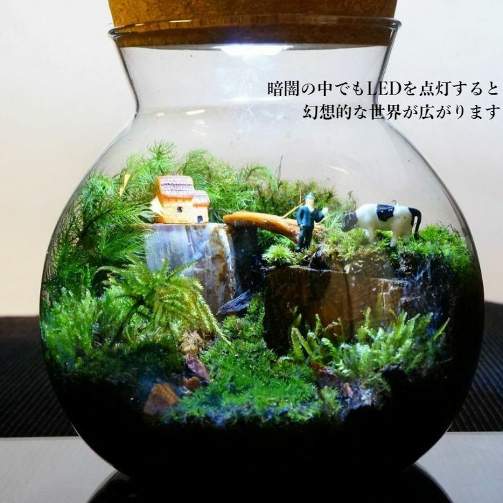 牛と暮らす日常 — 南信州産 苔テラリウム 完成品 LEDライト付