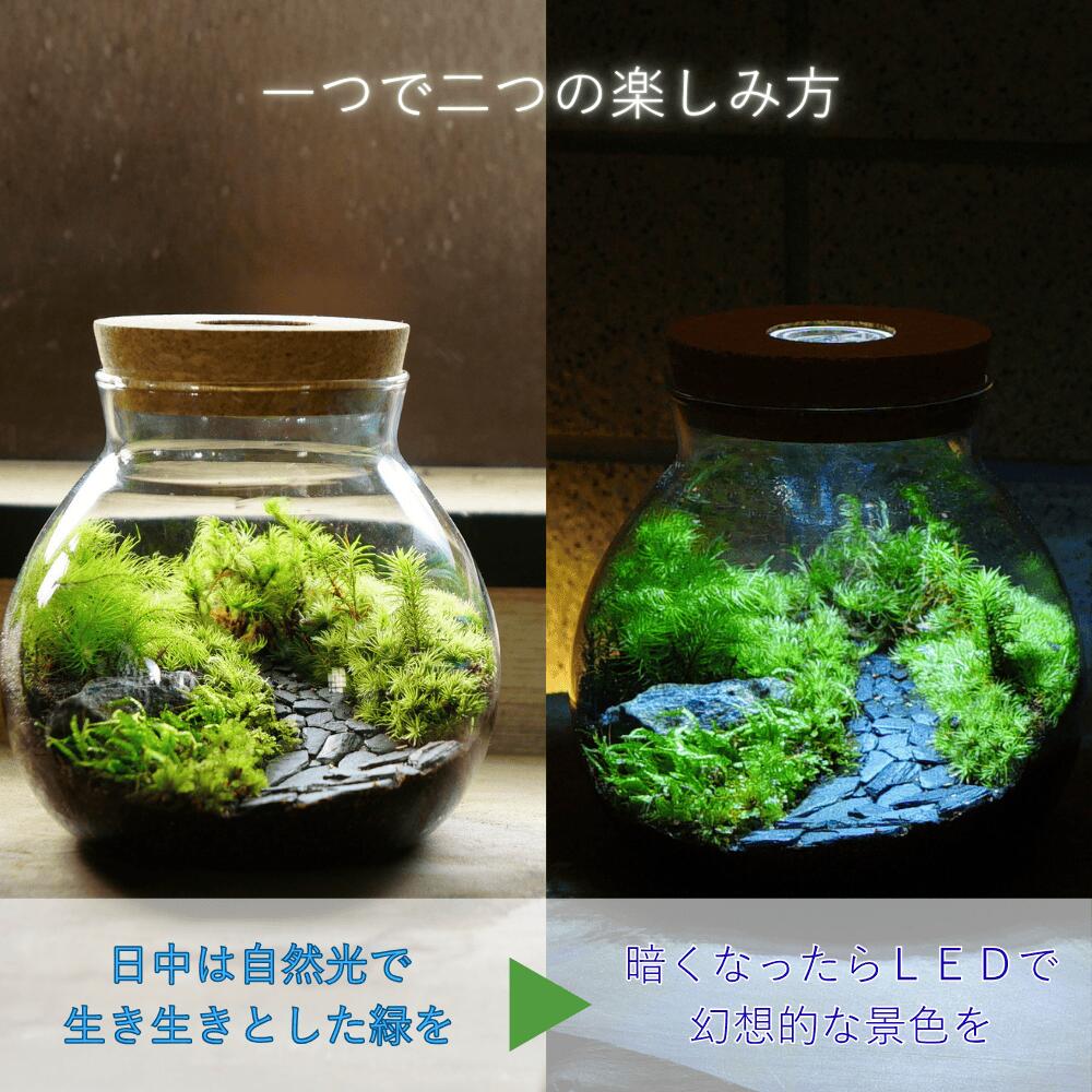 羽を休めて — 南信州産 苔テラリウム 完成品