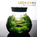森の中の道で — 南信州産 苔テラリウム 完成品 LEDライト付