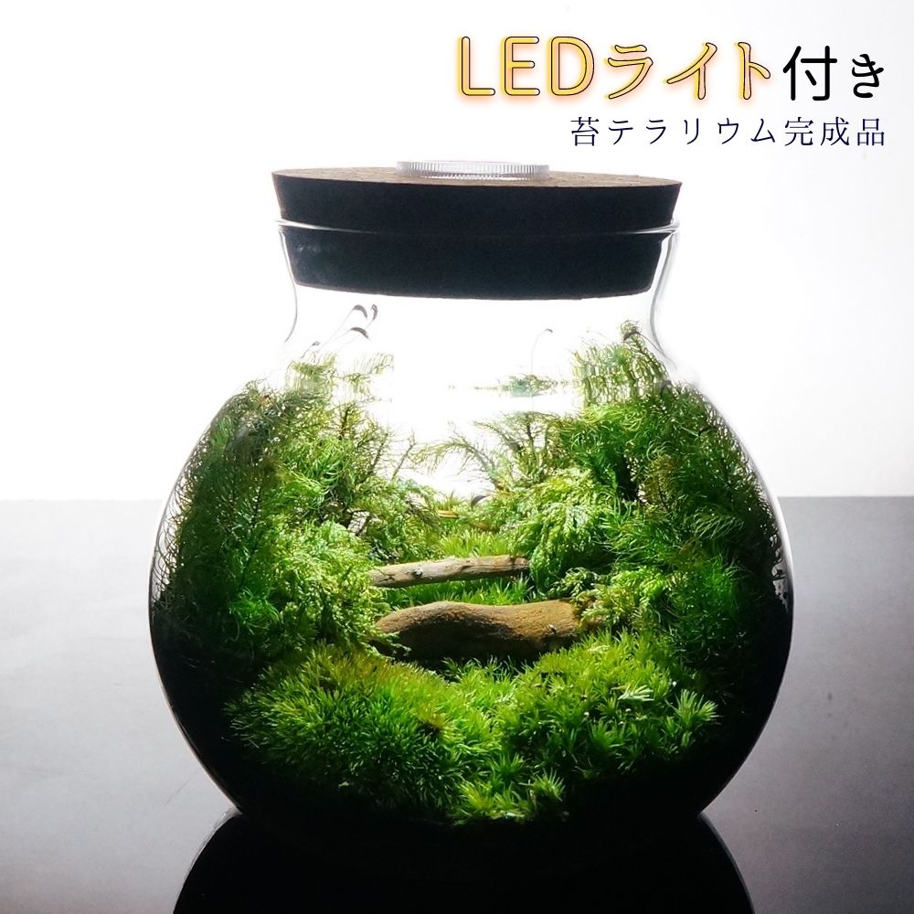 森の中の道で — 南信州産 苔テラリウム 完成品 LEDライト付