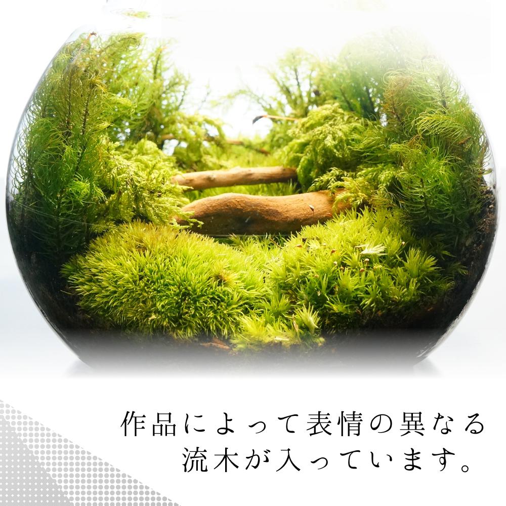 森の中の道で — 南信州産 苔テラリウム 完成品 LEDライト付