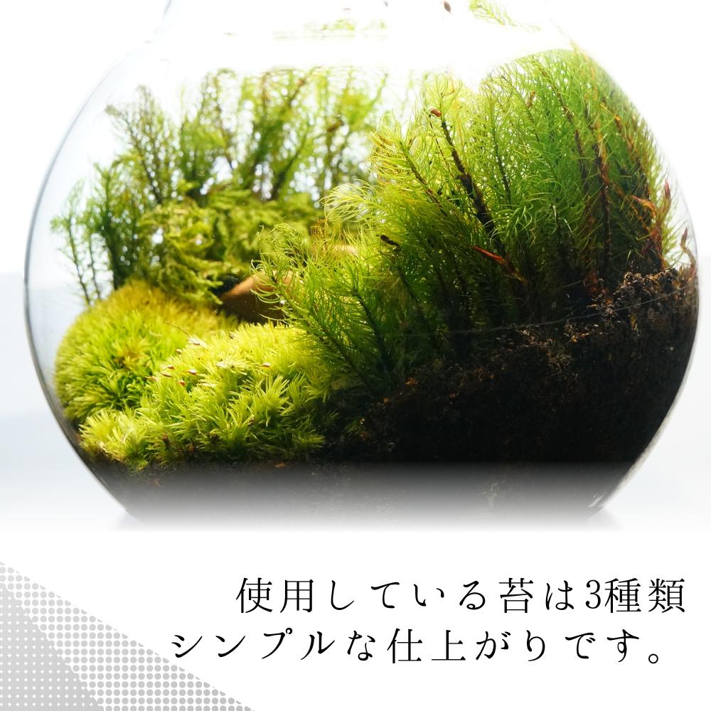 森の中の道で — 南信州産 苔テラリウム 完成品 LEDライト付