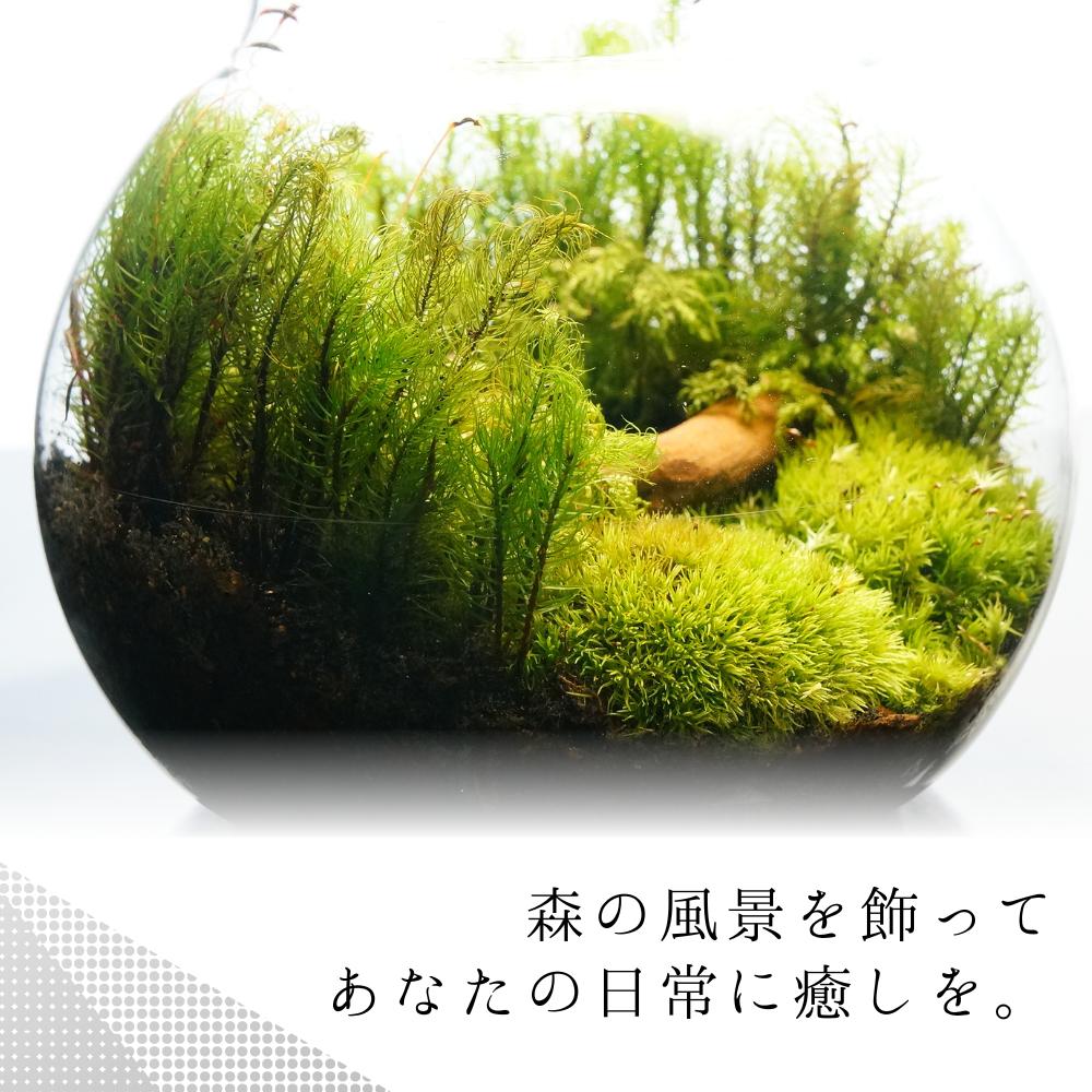 森の中の道で — 南信州産 苔テラリウム 完成品 LEDライト付