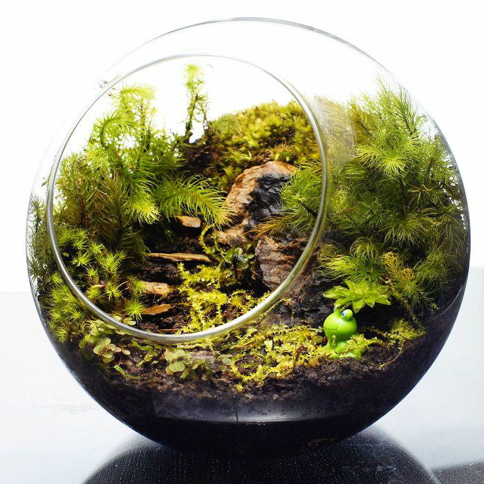 降り止むまで、ここで — 南信州産 苔テラリウム 完成品