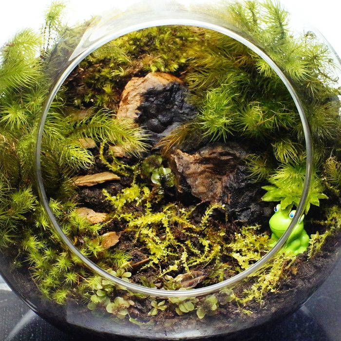 降り止むまで、ここで — 南信州産 苔テラリウム 完成品