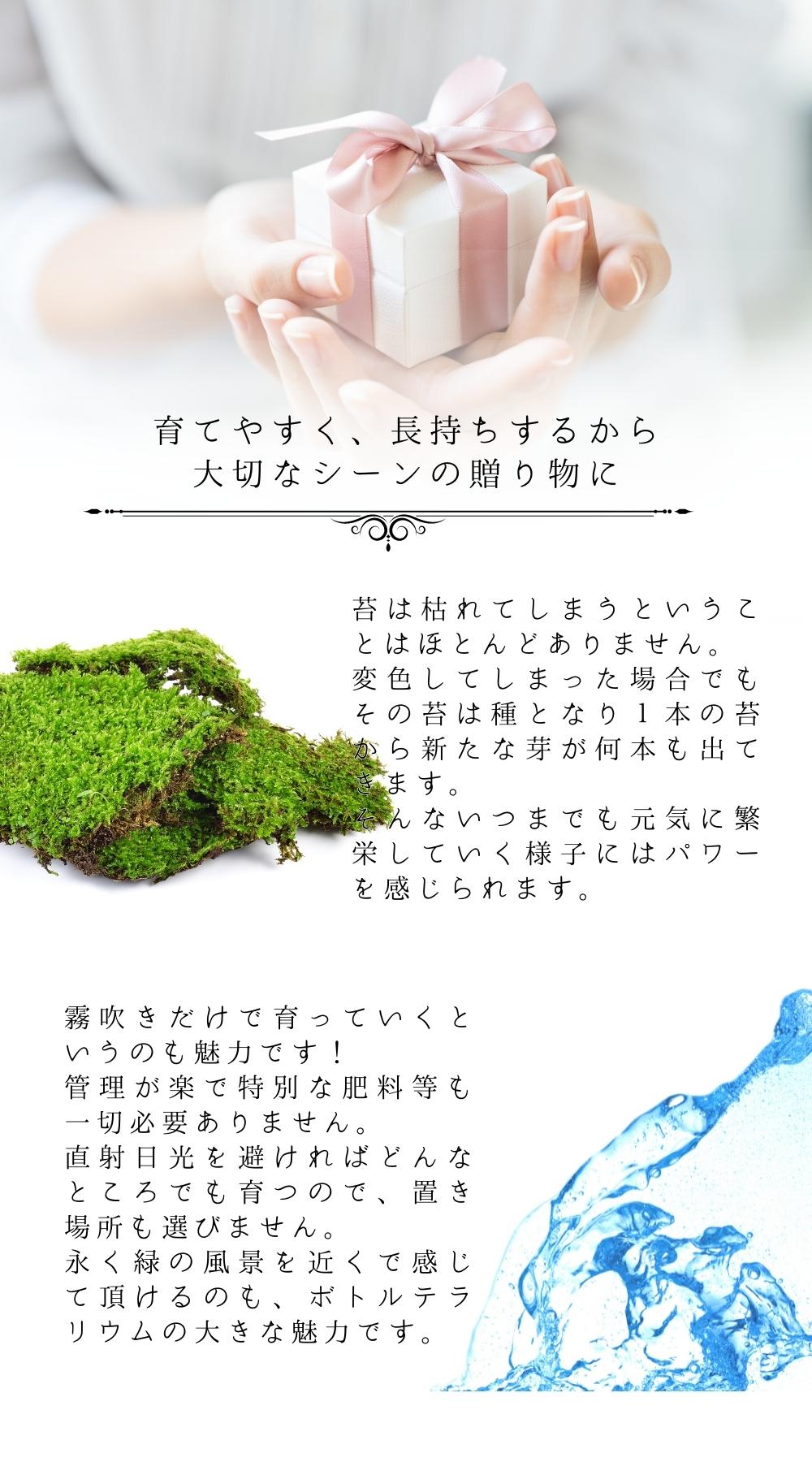 至高の食事処 — 南信州産 苔テラリウム 完成品 LEDライト付