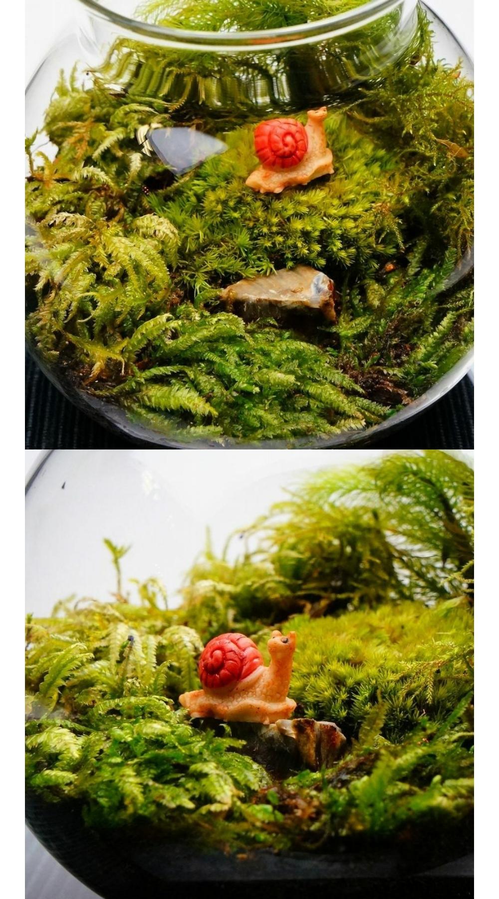 まだまだ先は長い — 南信州産 苔テラリウム 完成品 LEDライト付