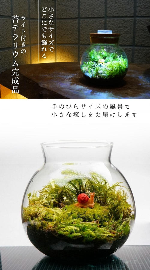 まだまだ先は長い — 南信州産 苔テラリウム 完成品 LEDライト付