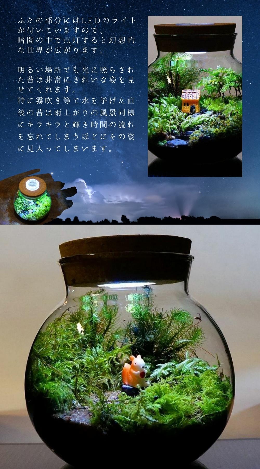 至高の食事処 — 南信州産 苔テラリウム 完成品 LEDライト付