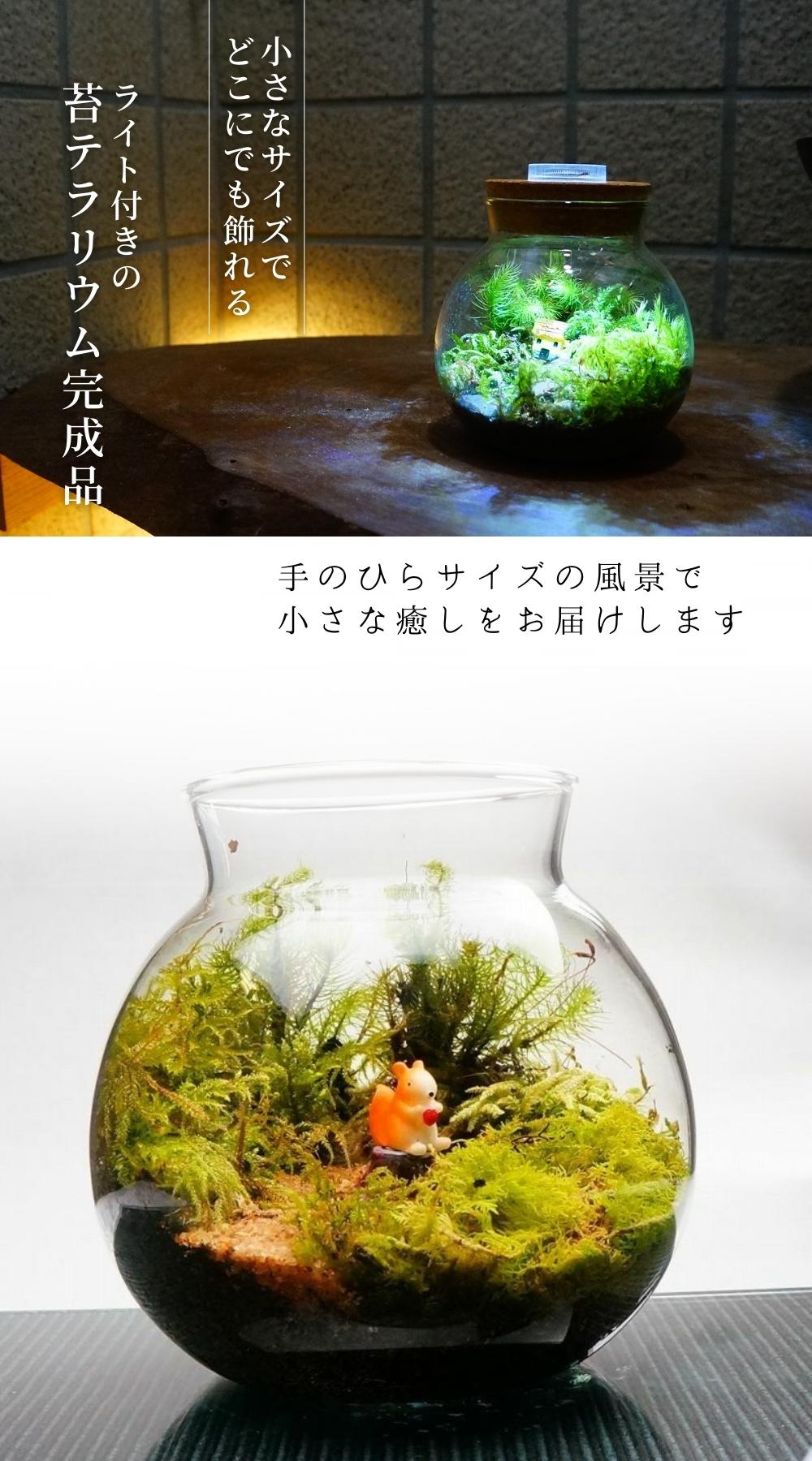 至高の食事処 — 南信州産 苔テラリウム 完成品 LEDライト付