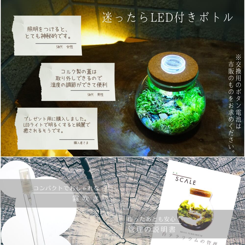 川の流れる風景 — 南信州産 苔テラリウム 完成品 LEDライト付