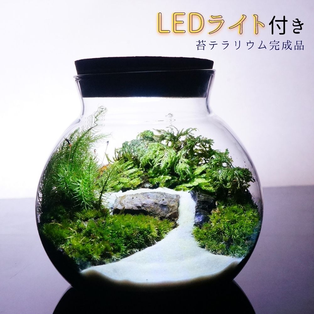 川の流れる風景 — 南信州産 苔テラリウム 完成品 LEDライト付