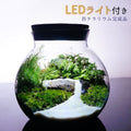 川の流れる風景 — 南信州産 苔テラリウム 完成品 LEDライト付