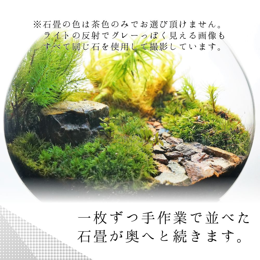 草原に続く道 — 南信州産 苔テラリウム 完成品 LEDライト付