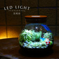 雪景色 — 南信州産 苔テラリウム 完成品 LEDライト付