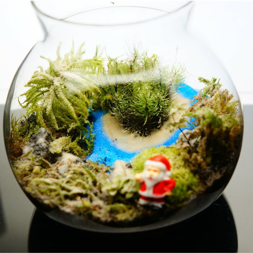 雪景色 — 南信州産 苔テラリウム 完成品 LEDライト付