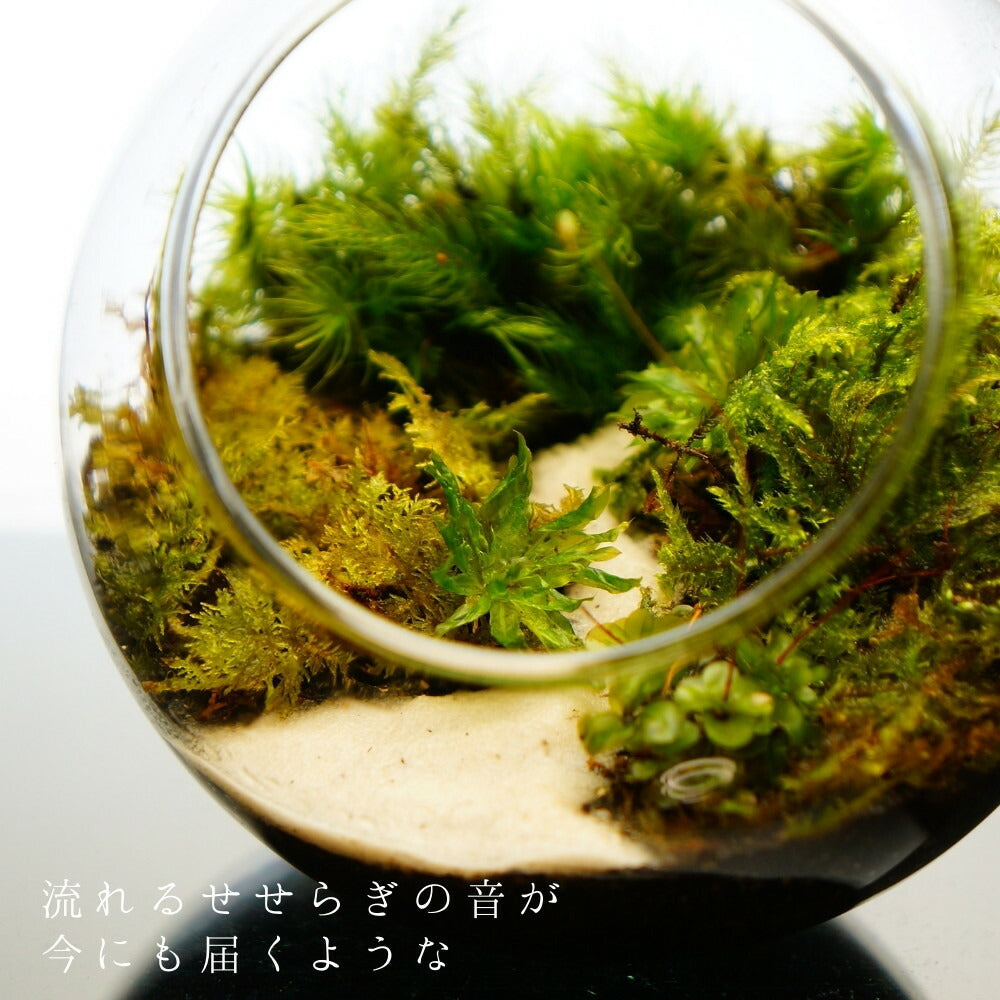 沢のせせらぎ — 南信州産 苔テラリウム 完成品