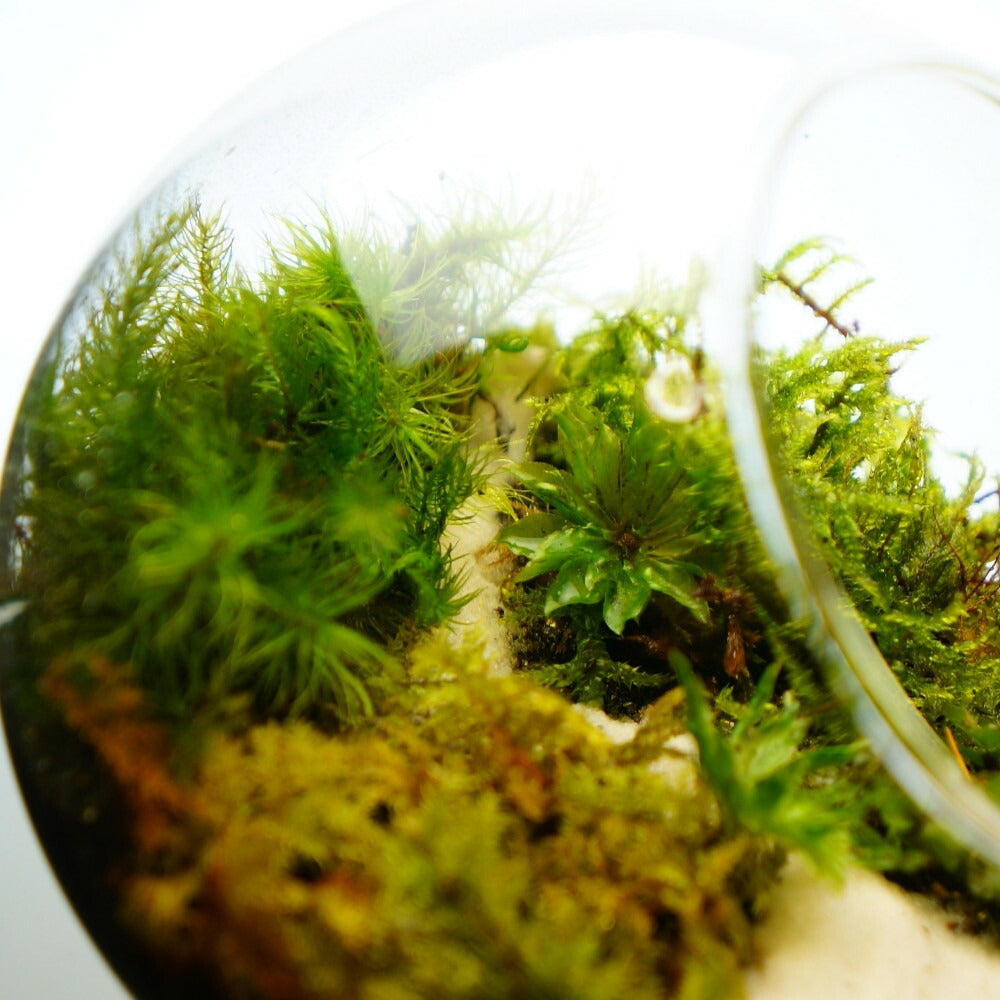 沢のせせらぎ — 南信州産 苔テラリウム 完成品