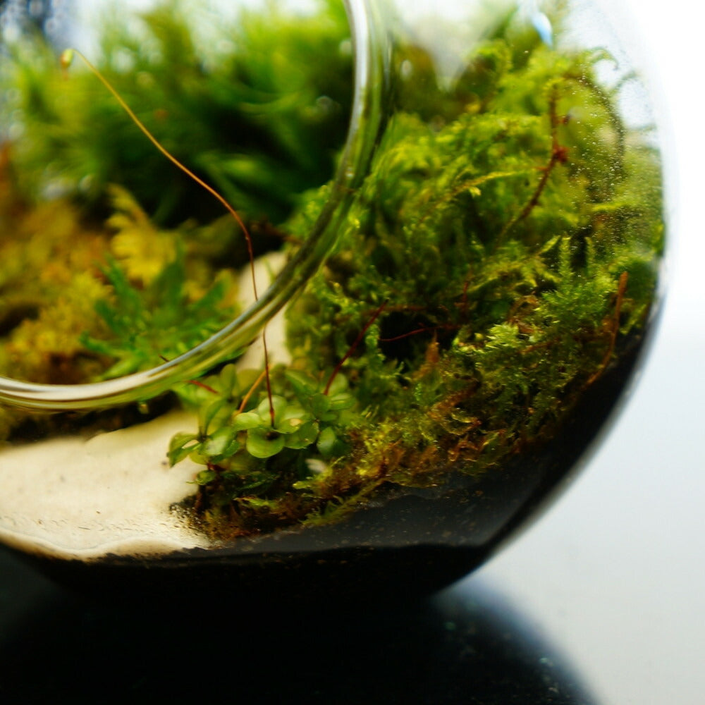 沢のせせらぎ — 南信州産 苔テラリウム 完成品