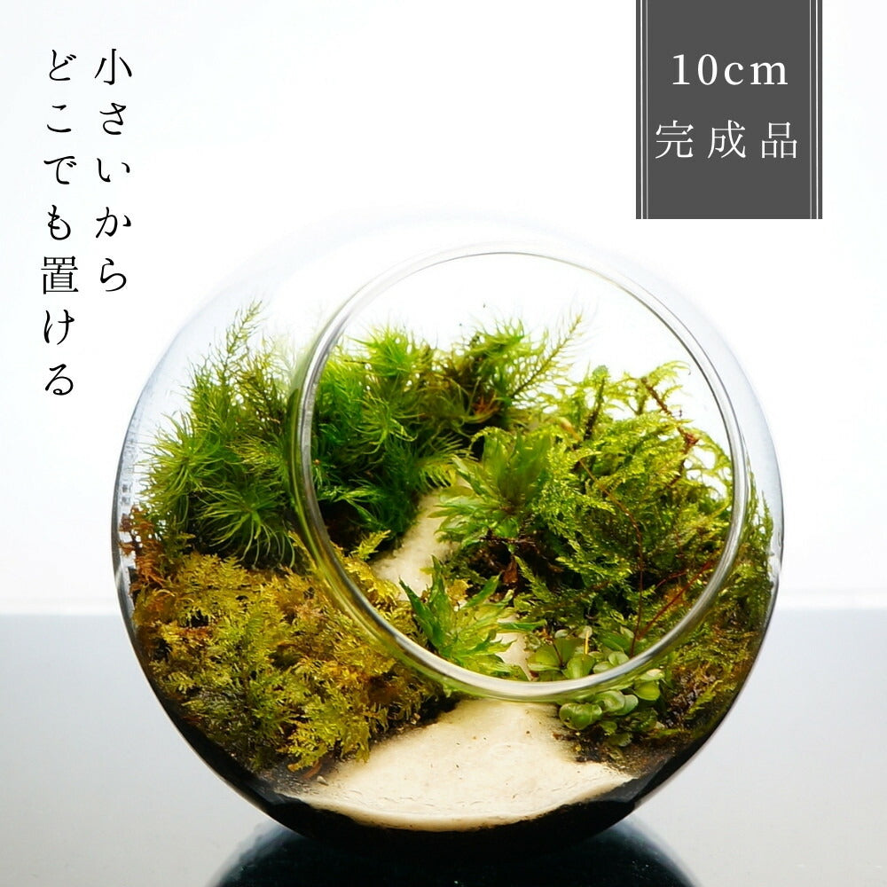 沢のせせらぎ — 南信州産 苔テラリウム 完成品